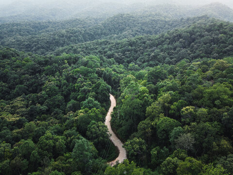 Green Forest In The Tropics From Above