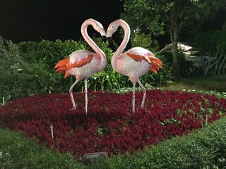 pink flamingo in the zoo