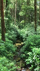 footpath in the woods