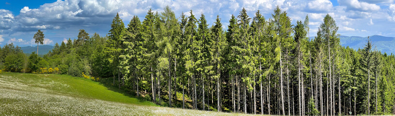 Fototapeta premium Schwarzwald 