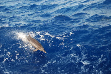 Fototapeta premium dolphin paradise