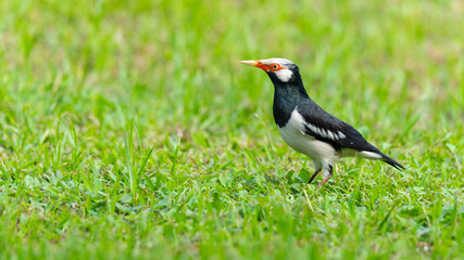 Asian Pied Myna (Starling) standing on the lawn