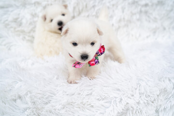 two puppies. cute Japanese spitz with bows around their necks sitting on blanket