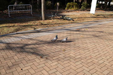 Pigeons walking in the park square