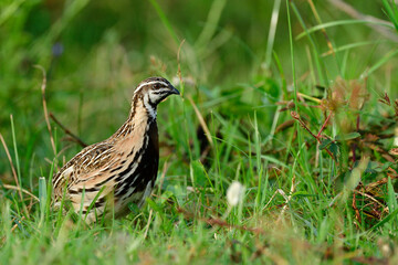 Rain or black-breasted quail (Coturnix coromandelica) in its living environment with habitat in...