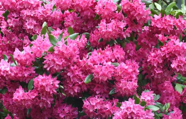 Papier Peint photo Lavable Azalée pink Rhododendron blooming in spring
