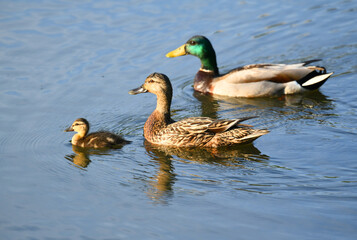 Obraz premium wild duck family in the water