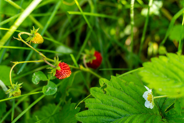 A bushes strawberries with berries in the summer in the field