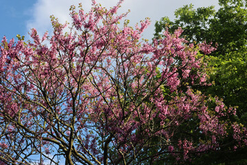 Judas tree in bloom with beautiful pink flowers on branches. Cercis siliquastrum tree in the garden