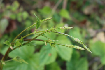 Hop green plants growing on early springtime. Humulus Lupulus