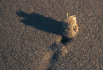 Crab Head Stuck in Sand
