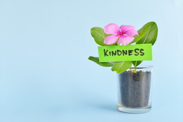 Grow and nurture kindness concept. Plant on pot with flower on blue background with copy space.