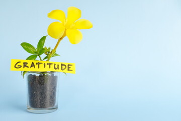 Grow and nurture gratitude concept. Plant on pot with flower on blue background with copy space.