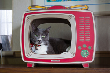 猫のお気に入り