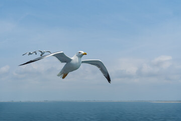 Fototapeta na wymiar Seagull in flight over the sea on a background of clouds