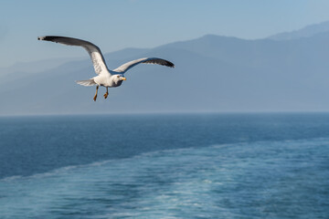 Fototapeta na wymiar Seagull in flight over the sea on a background of mountains
