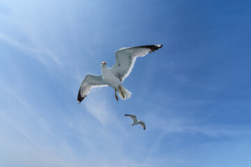 Seagull in flight over the sea on a background of  the sky