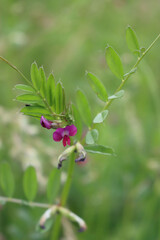 Close-up of Vetch pink flowers on plant on springtime. Vicia sativa plant in bloom