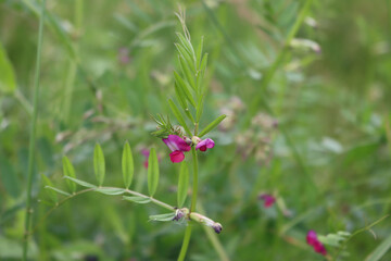 Close-up of Vetch pink flowers on plant on springtime. Vicia sativa plant in bloom
