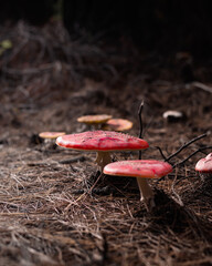 red mushroom on the ground