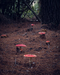 hongos en el Bosque