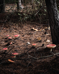 autumn leaves on the ground