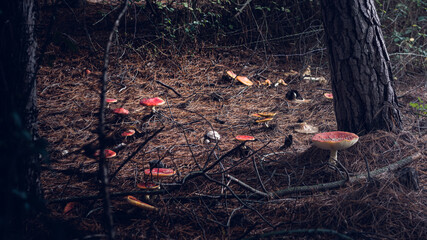 mushrooms in the forest
