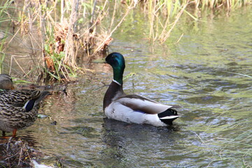 Mallard On The Creek, William Hawrelak Park, Edmonton, Alberta