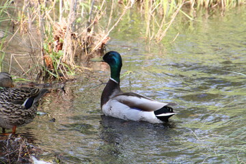 Obraz premium Mallard On The Creek, William Hawrelak Park, Edmonton, Alberta