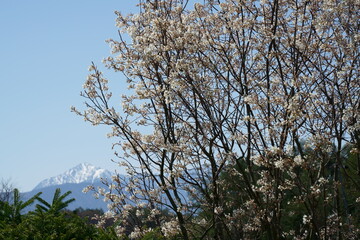 山里のジューンベリーの白い花が咲く