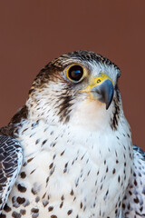 Saker (Saqr) falcon (Falco cherrug) hybrid mix portrait head shot very close up. Falconry or keeping falcons and racing them in the middle east.