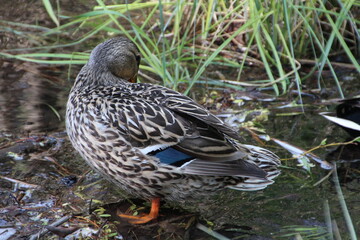 Shy Mallard, William Hawrelak Park, Edmonton, Alberta