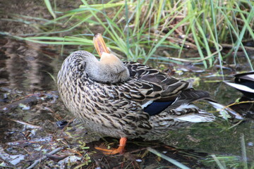 Itchy Duck, William Hawrelal Park, Edmonton, Alberta