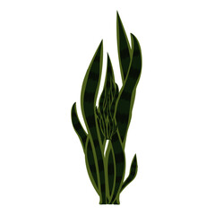 snake plant illustration for cartoons 