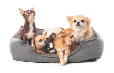 Cute chihuahua dogs in pet bed on white background