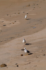 Three seagulls walking on the beach sand with no people around