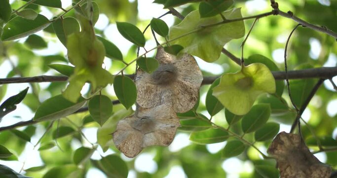 (Pterocarpus macrocarpus )Fresh Burmese Rosewood, 
Fruit or flower of Pterocarpus macrocarpus