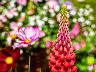 Lupin Flower