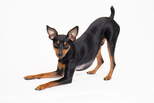 若いミニチュアピンシャーのスタジオ写真