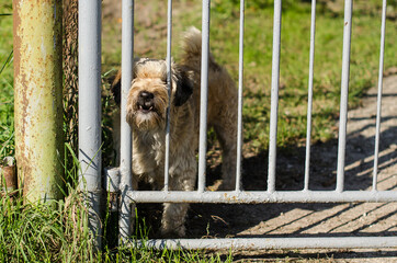 Little dog behind the metal gate.