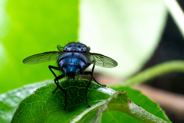 Calliphora vomitoria - blue bottle fly macro view from backside. Important species used by...