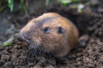 Valley Pocket Gopher (Thomomys bottae) emerging from the burrow. Wildlife photography.	