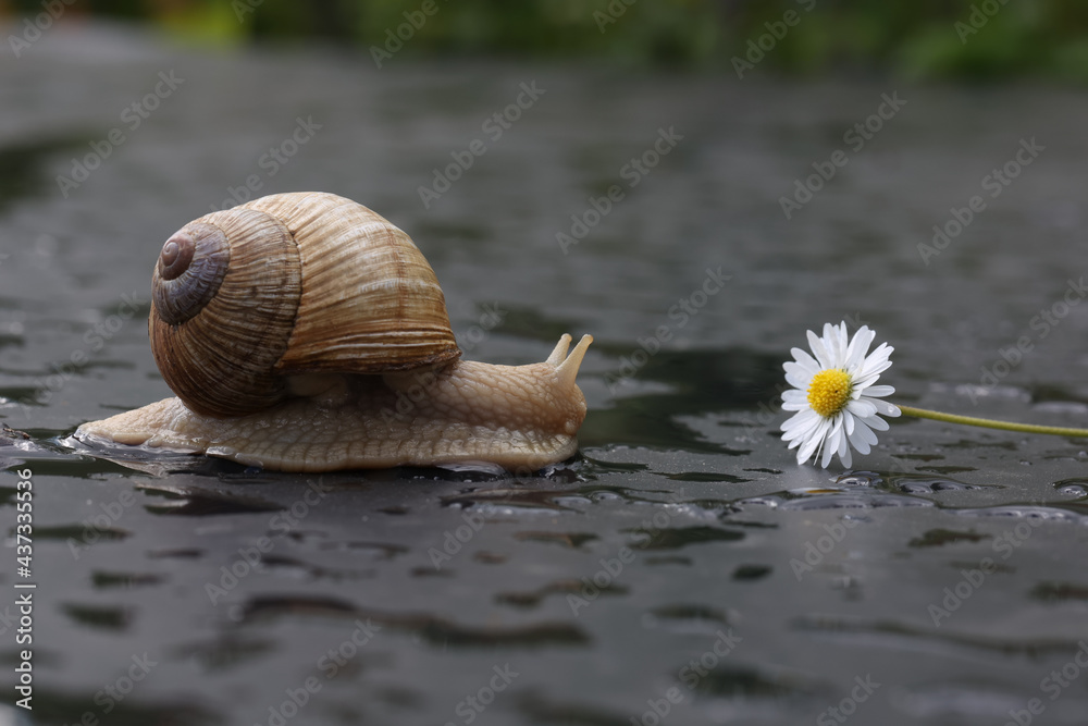 Sticker Closeup of a grape snail slowly crawling to a chamomile flower on a flat wet surface