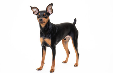 若いミニチュアピンシャーのスタジオ写真