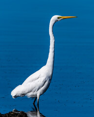 Eastern Great Egret and reflection