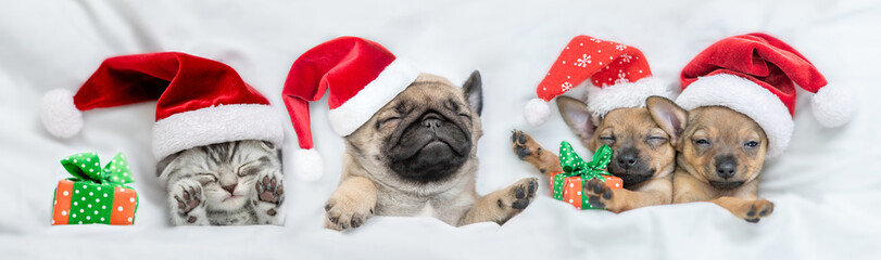 Funny puppies and kitten wearing red santa's hats sleep together with gift box under a white blanket on a bed at home