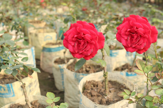 Red Roses. This photo is taken from nursery