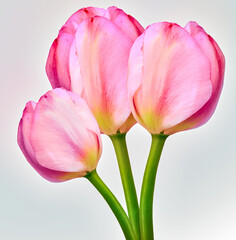 Pink tulips flowers  on white isolated background with clipping path. Closeup. For design. Nature.