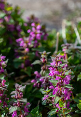Red dead-nettle in the forest, macro shoot
