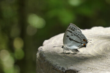 ミズイロオナガシジミ蝶